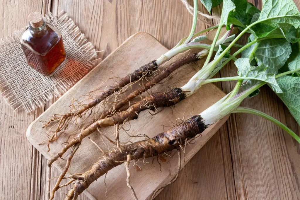 Burdock root on a wooden board. 