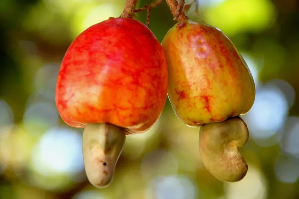 Sprouted Salted Cashews.